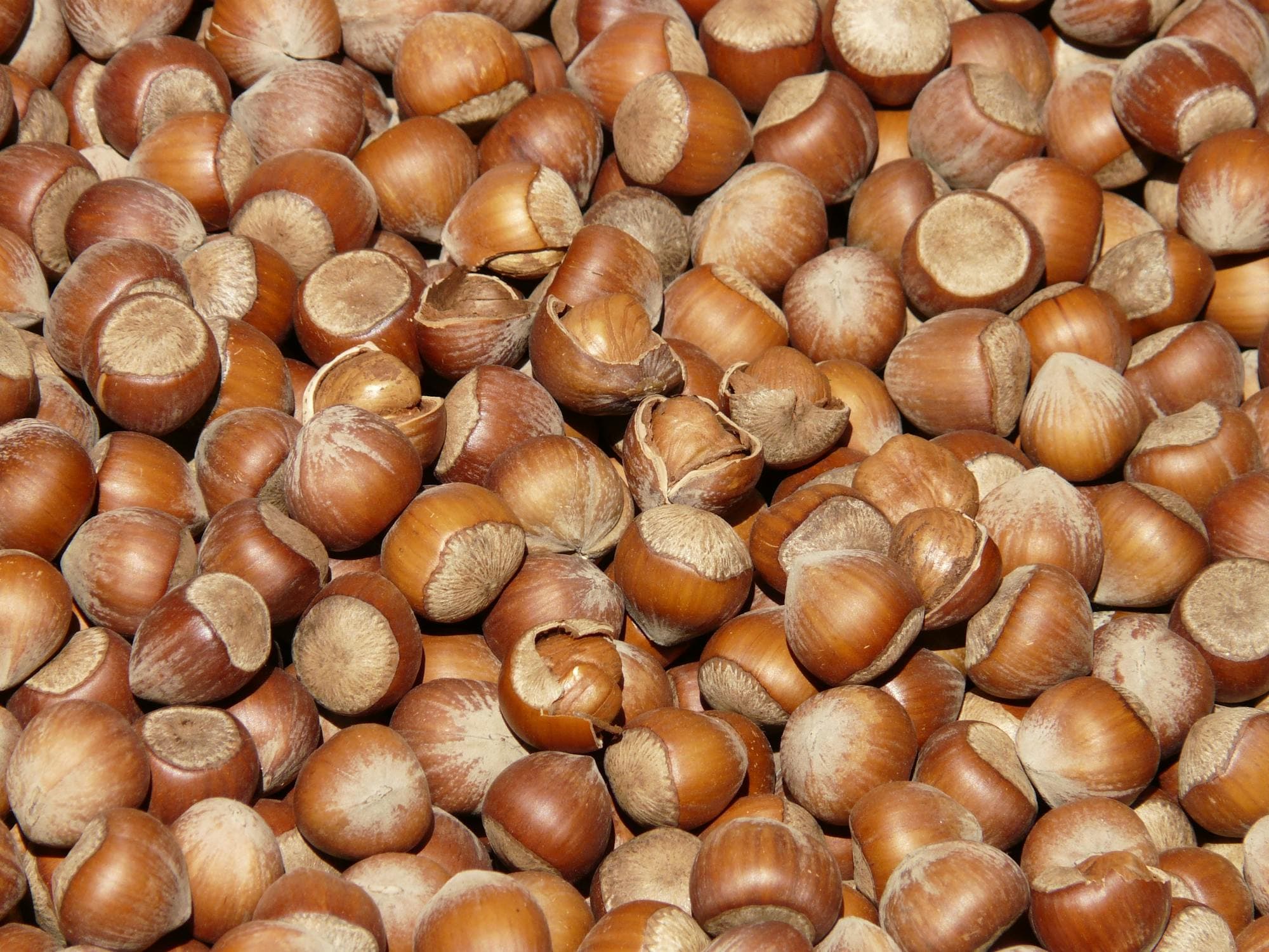 Can Dogs Eat Hazelnuts?