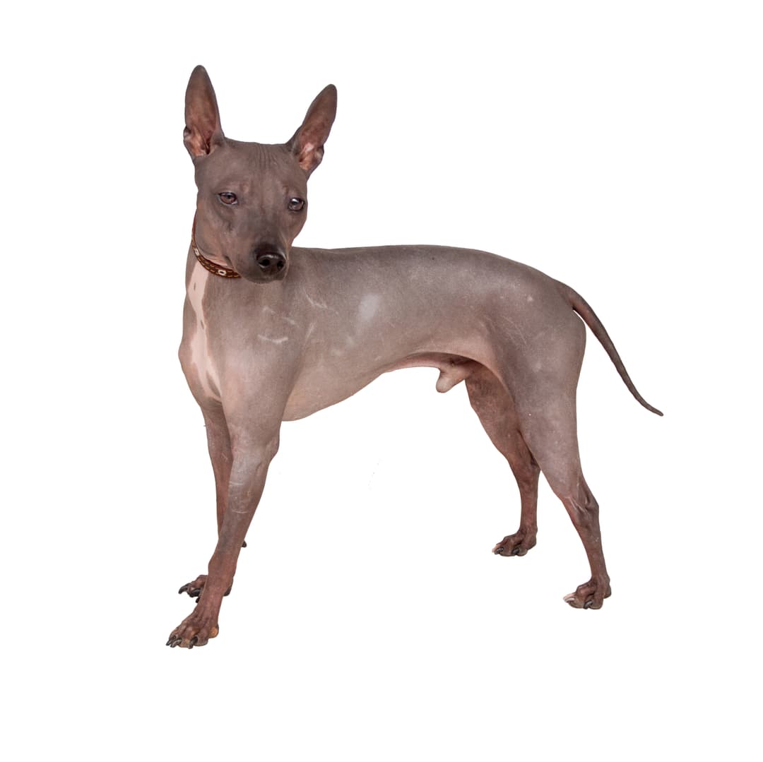 American Hairless Terrier (Hairless and Coated)