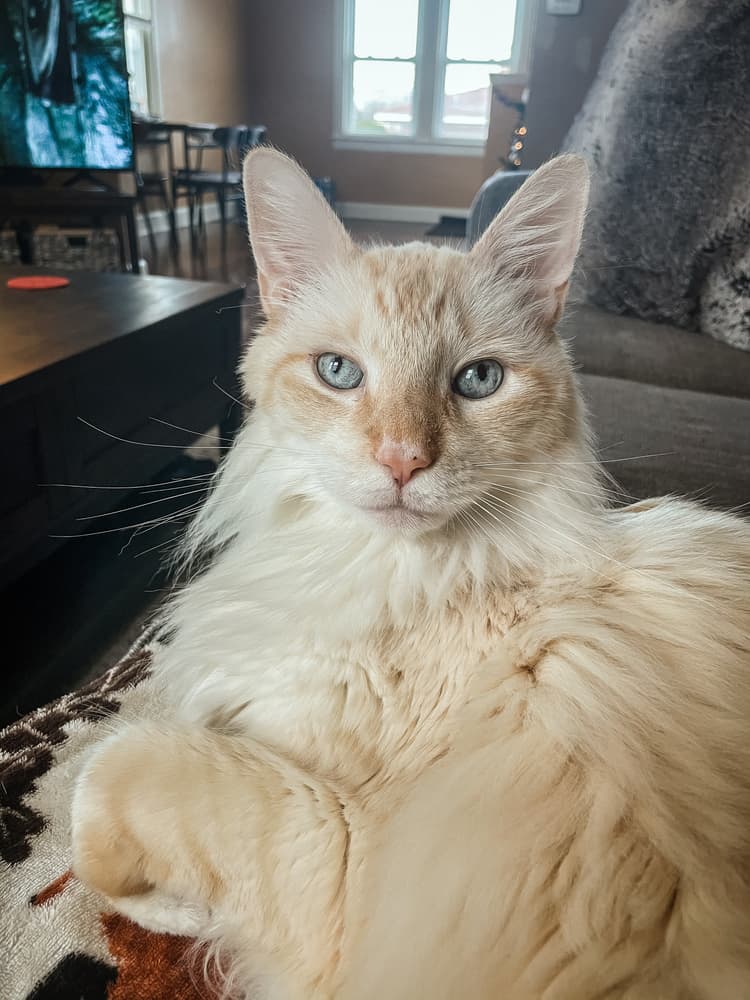 How The Basepaws Oral Health Test Saved This Catās Life