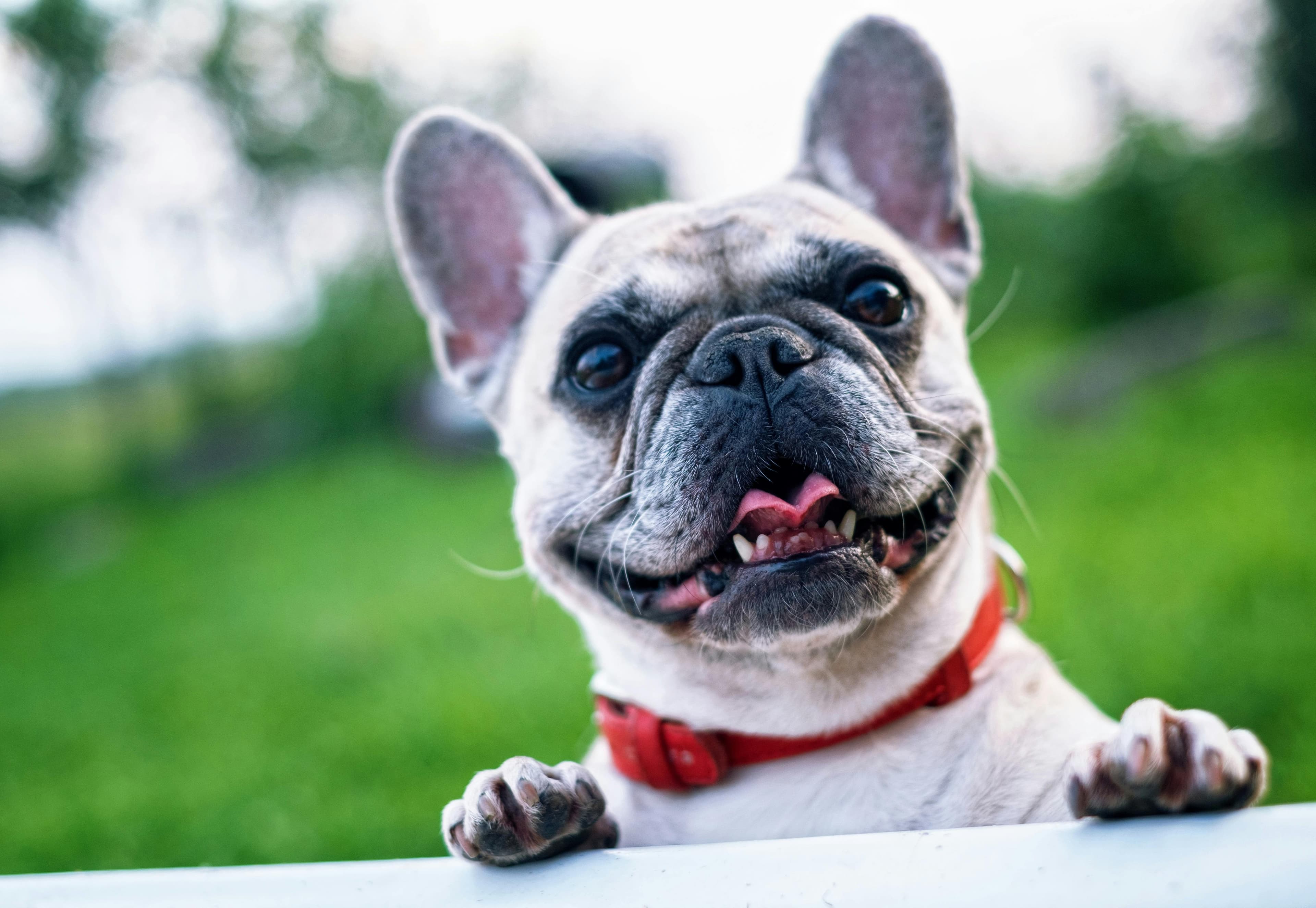Signs Your Dog Needs to Be Neutered
