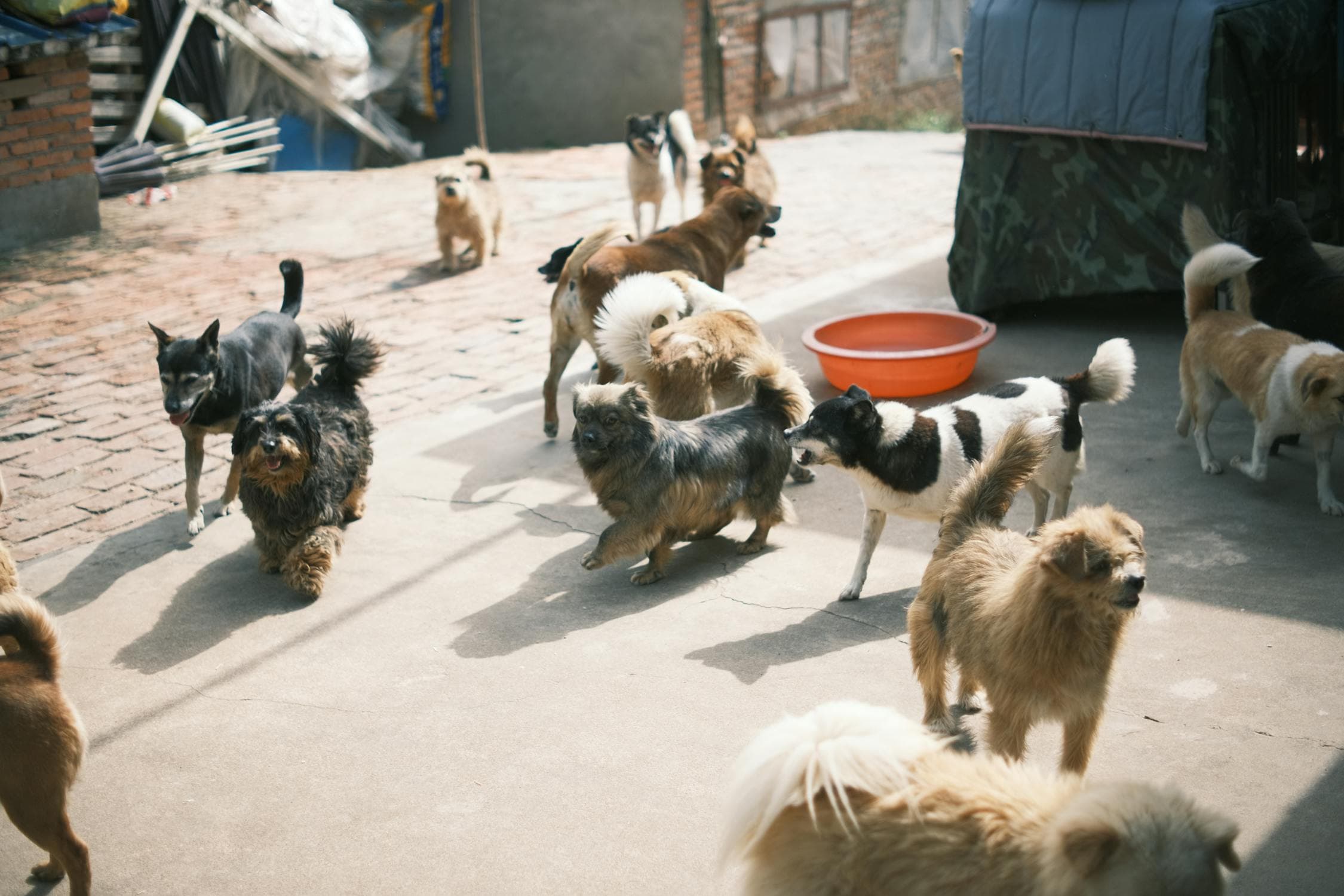 How Many Dogs Are in the World?