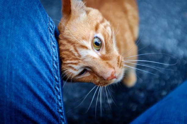 Why Do Cats Rub Against You?