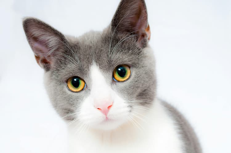 Signs Your Cat Is Dying