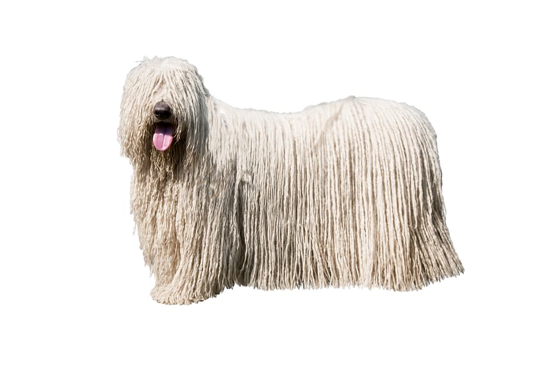 Komondor