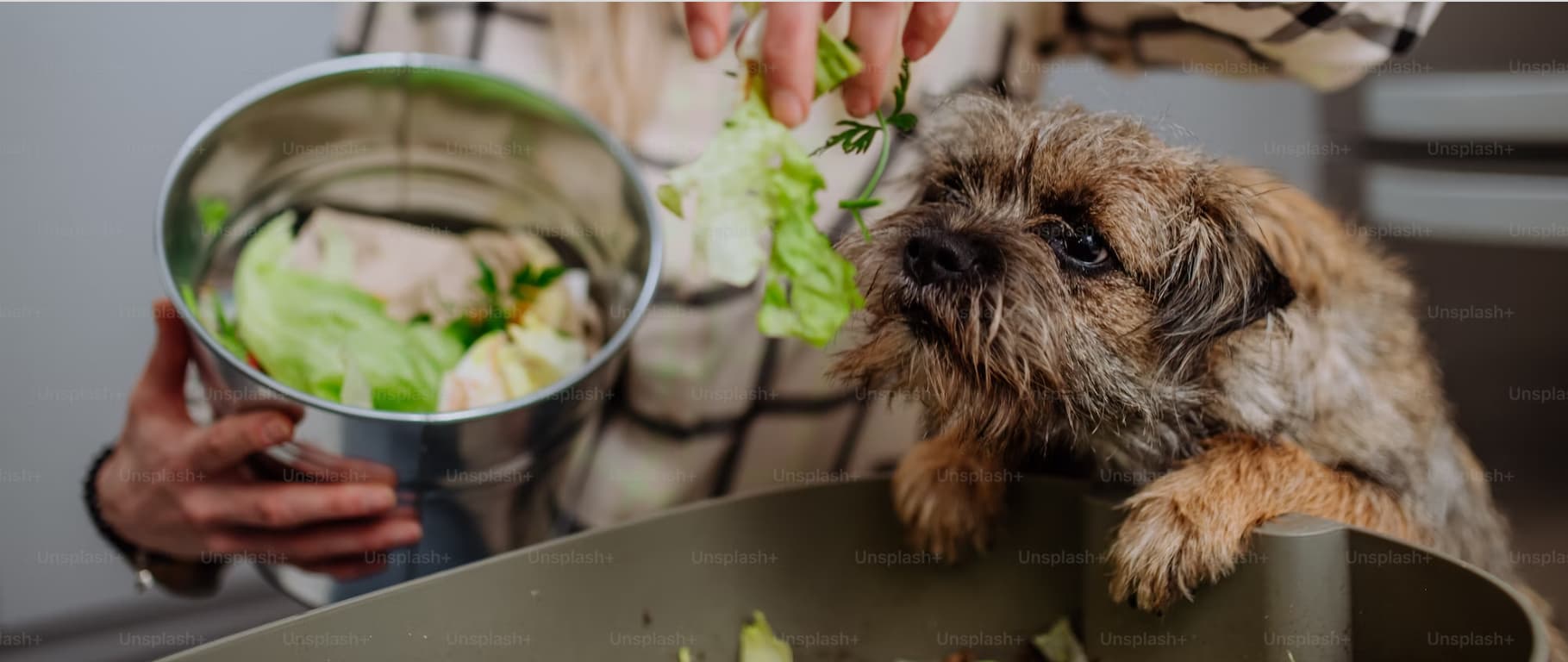 How Long Does it Take For a Dog To Digest Food?