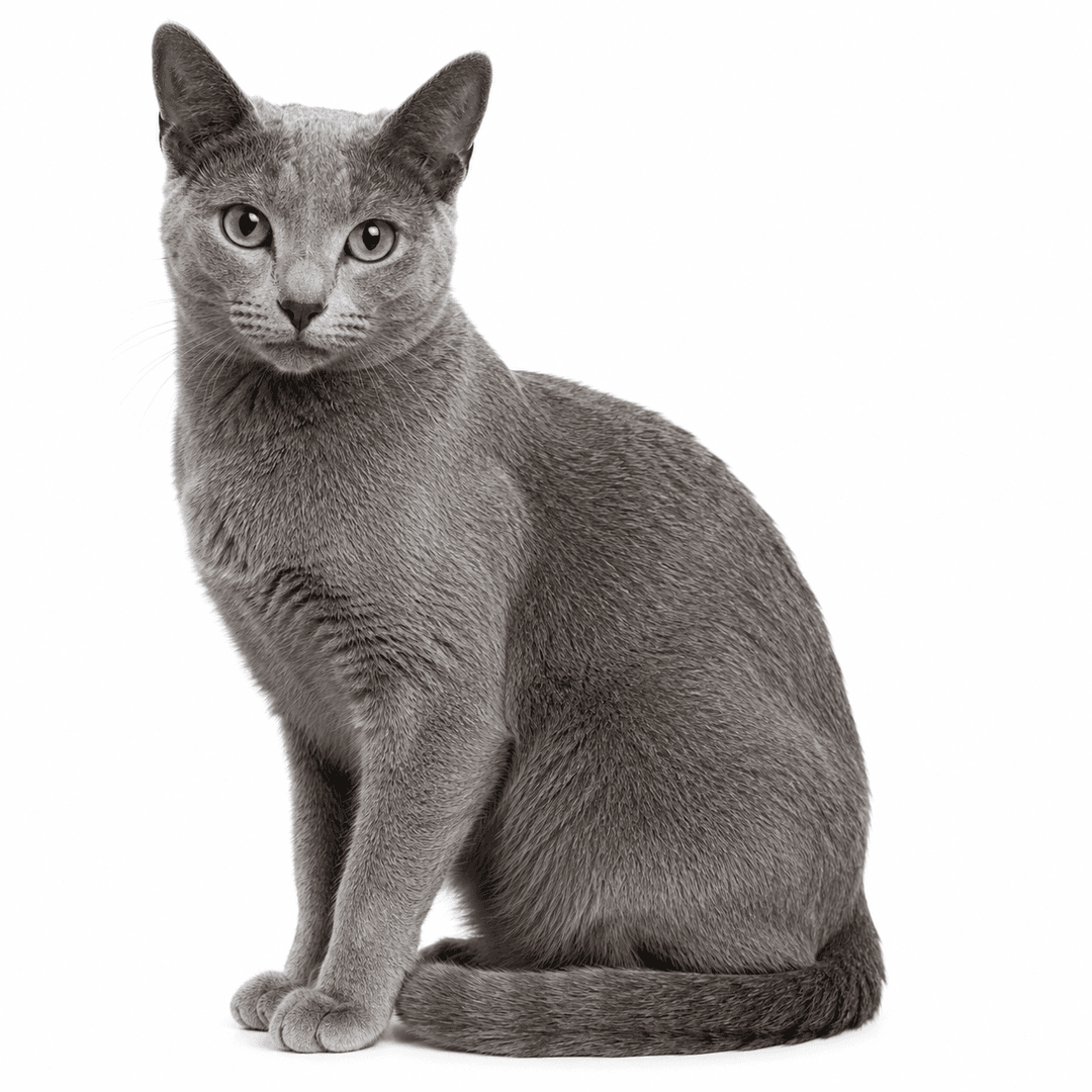 Russian Blue Cat Breed
