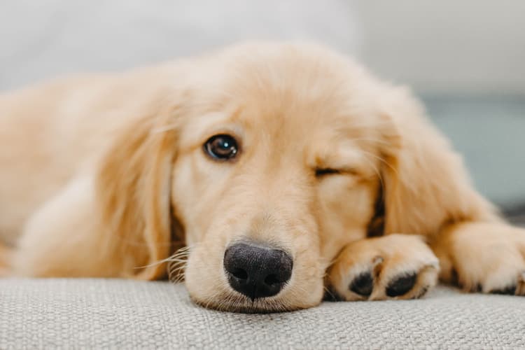 20 Most Loyal Dog Breeds