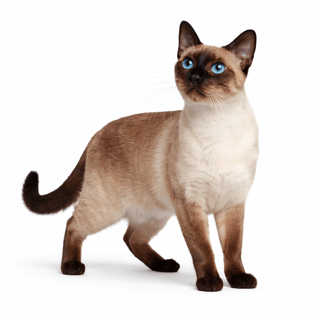 Thai Cat Breed