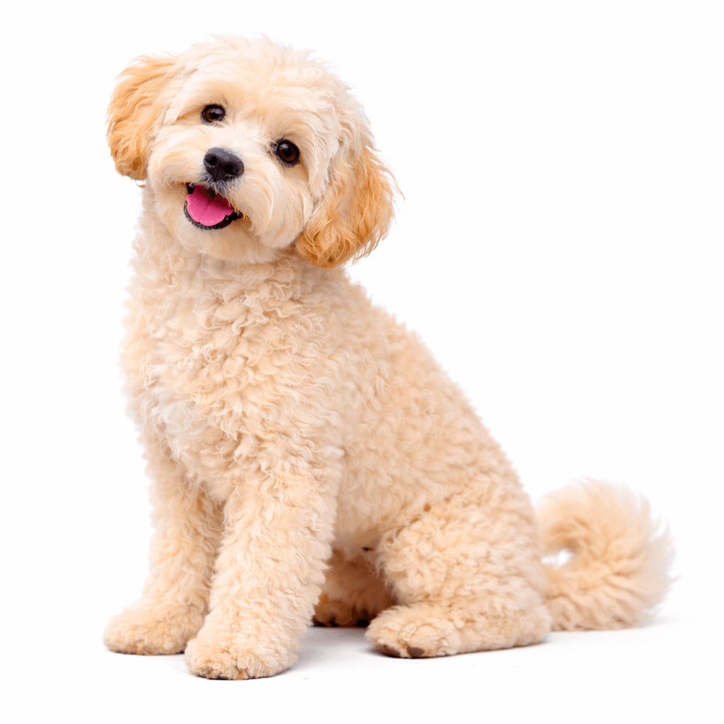 Maltipoo Dog Breed