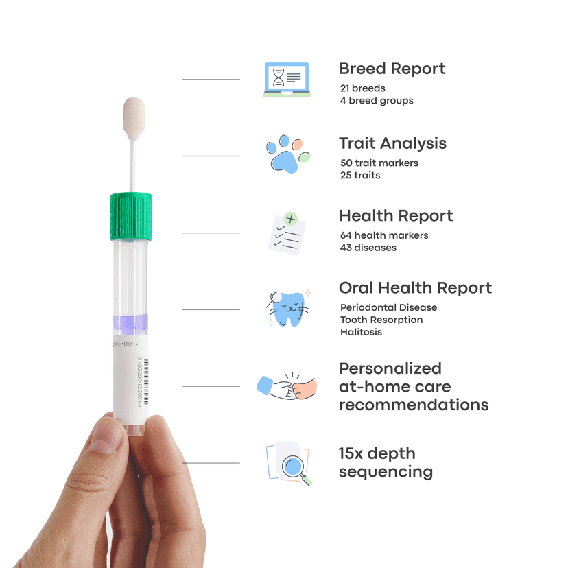 A closer look at Dna Testing For Cat Size And Weight