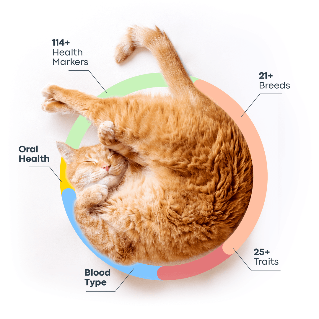 A closer look at Genetic Screening For Domestic Cats