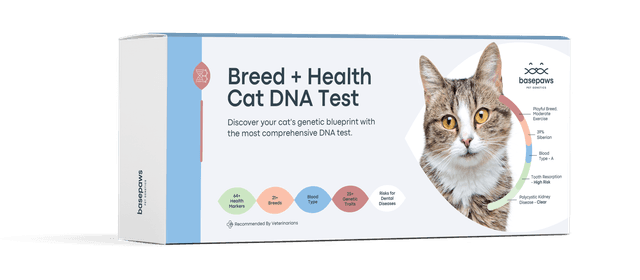 Bolonka Breed Information & Insights | Basepaws