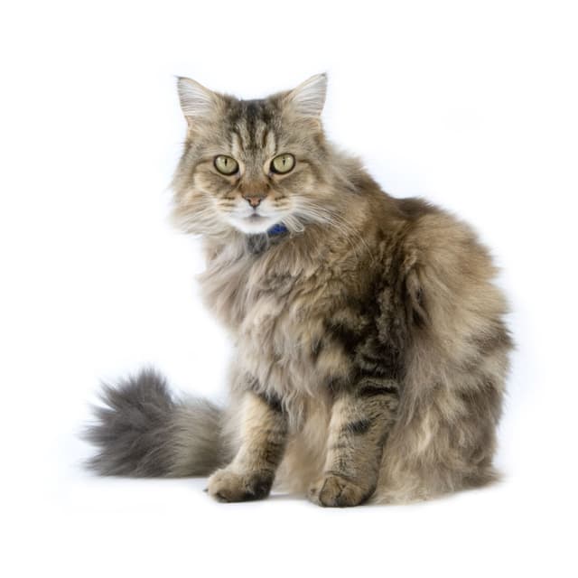 Light Ragamuffin Ragamuffin Cat Breed Information | Ragamuffin Cat Characteristics ...