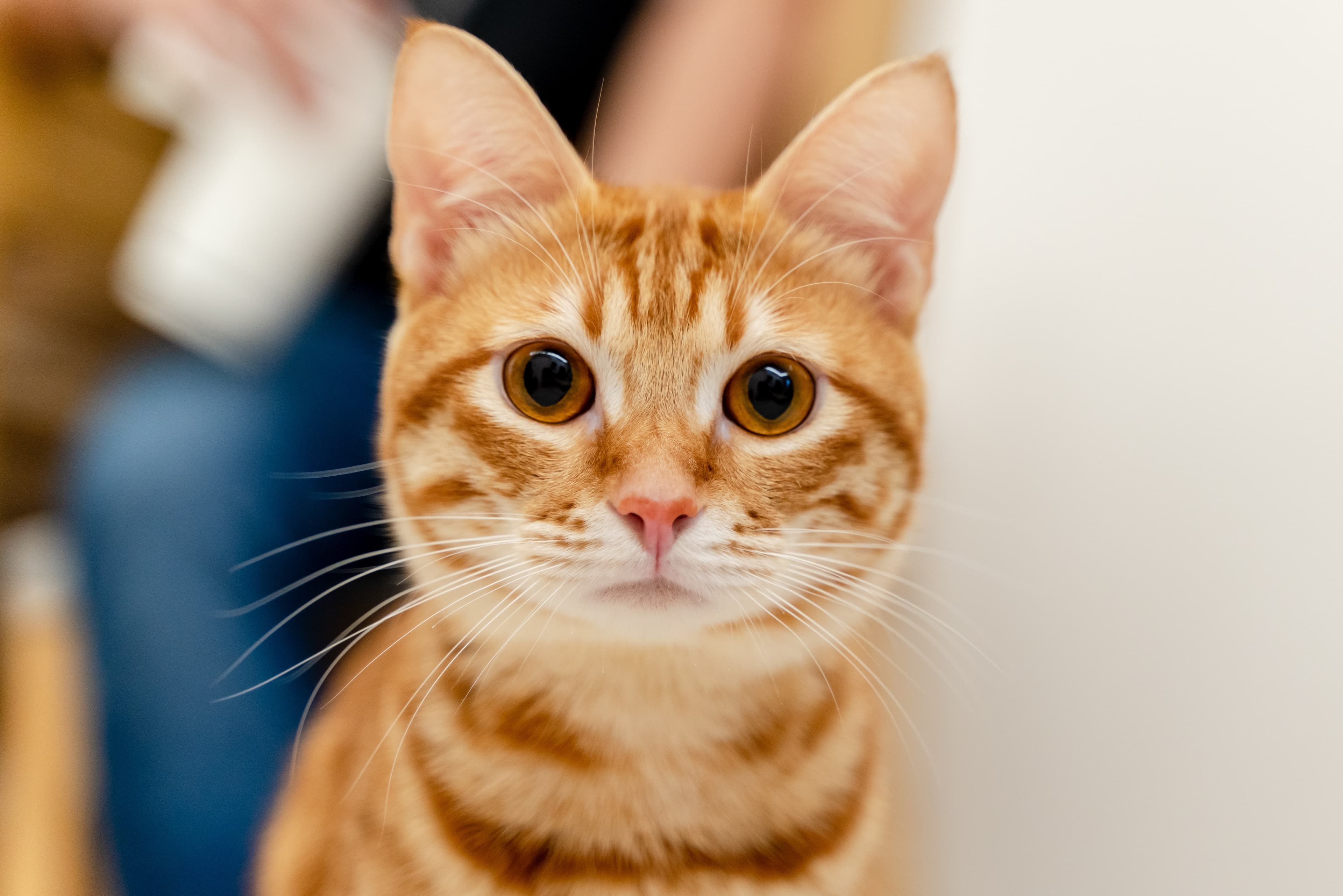 The Best Orange Cat Names: 🐈 Unique Orange Cat Names The Best Orange Cat Names: 🐈 Unique Orange Cat Names