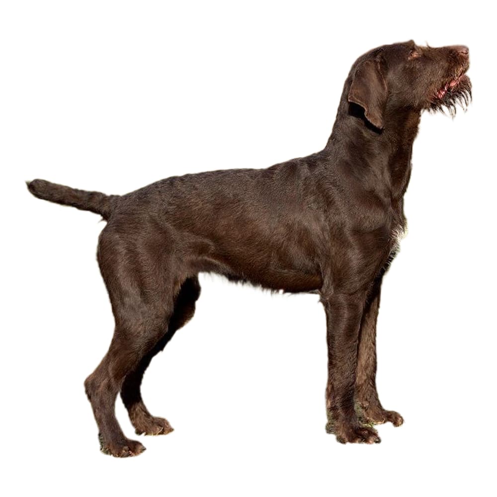 Pudelpointer Breed Information & Insights | Basepaws
