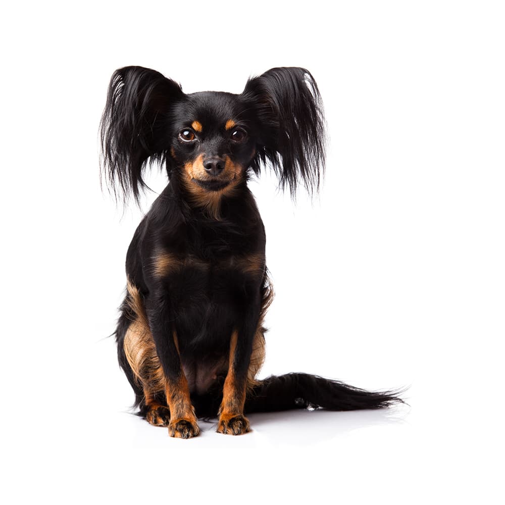 Russian Toy Breed Information & Insights Basepaws