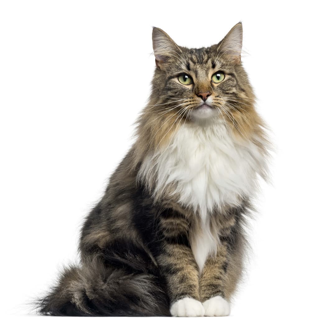 Norwegian Forest Cat Breed Information Norwegian Forest Cat norwegian-forest-cat-breed-information-norwegian-forest-cat