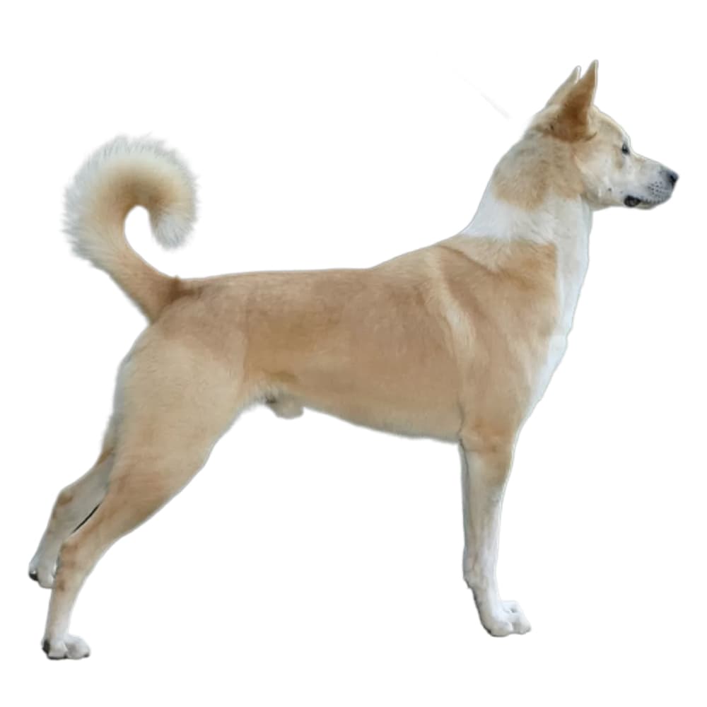 Kanan Dogs Canaan Dog Breed Information & Insights | Basepaws