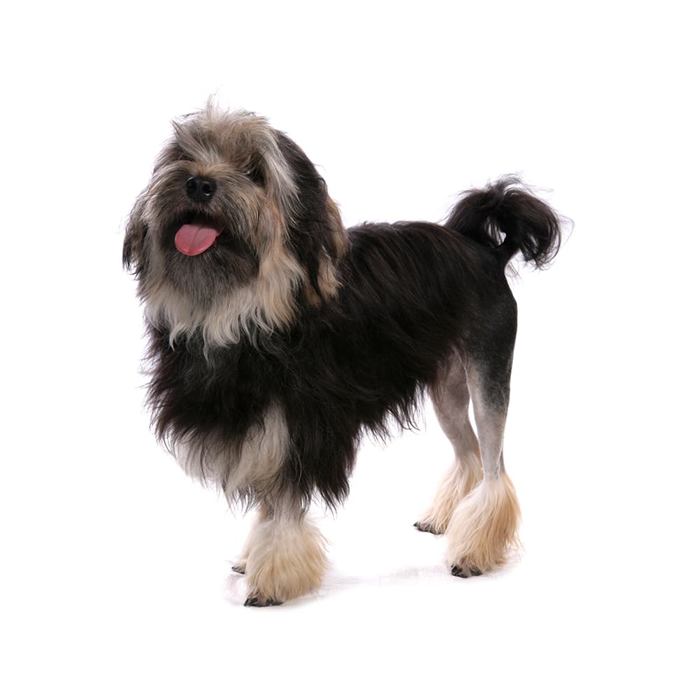 Lowchen Perro Lowchen Breed Information & Insights | Basepaws