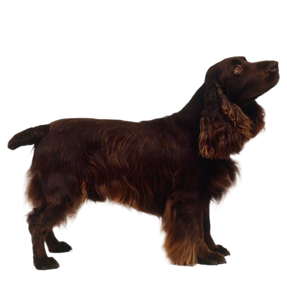 Red Field Spaniel Field Spaniel Breed Information & Insights | Basepaws