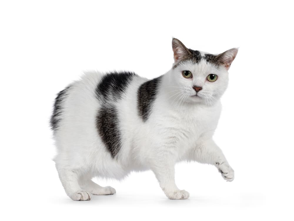 Manx Cat Breed Information | Manx Characteristics, Grooming ...