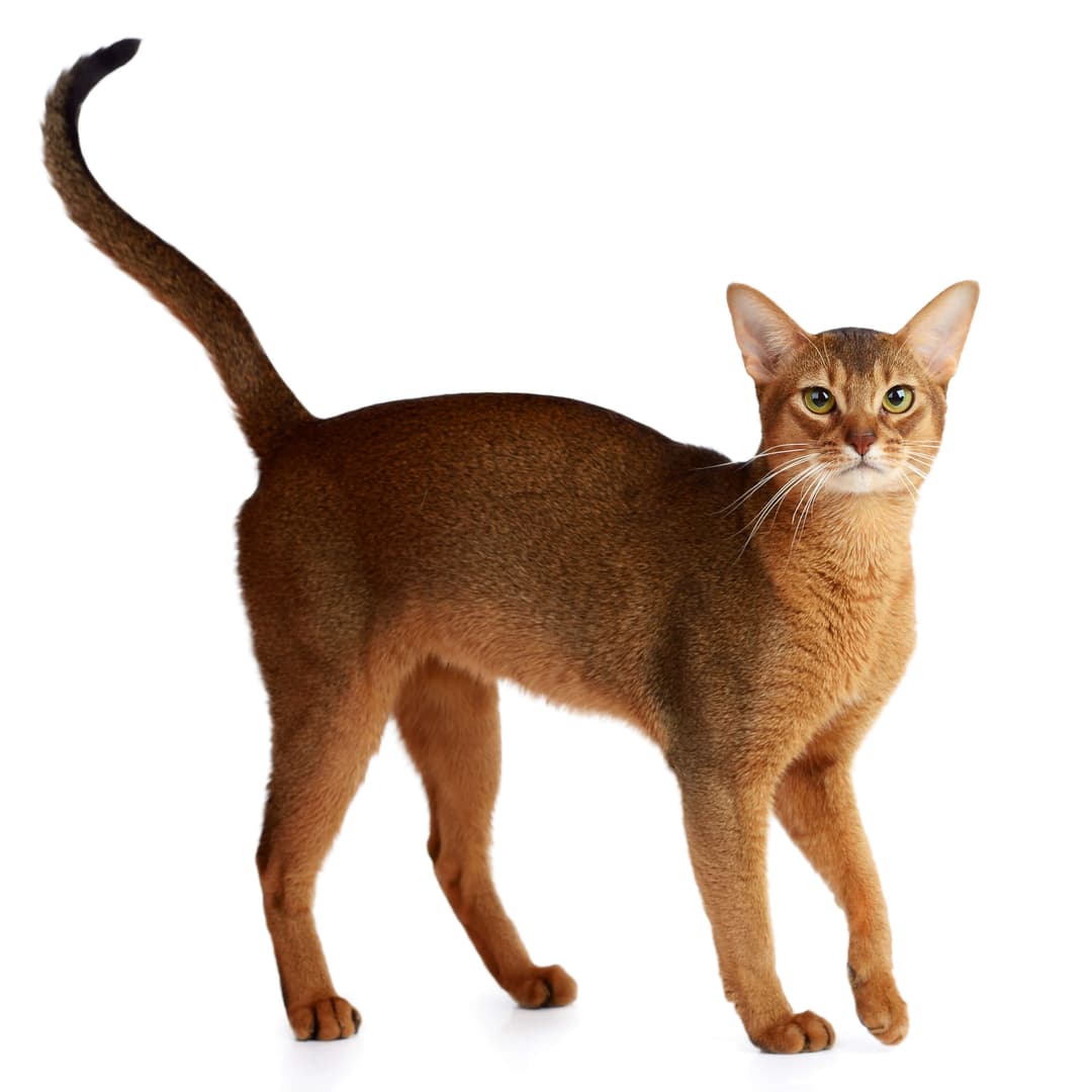 Abyssinian Cat Breed Information | Abyssinian Cat Characteristics ...