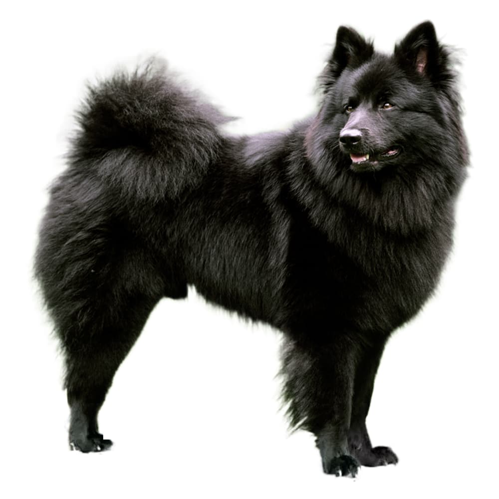 German Giant Spitz Breed Information & Insights | Basepaws
