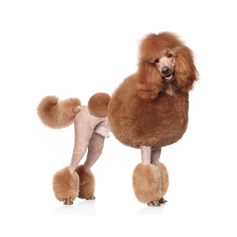 Standard Poodle Breed Information & Insights | Basepaws