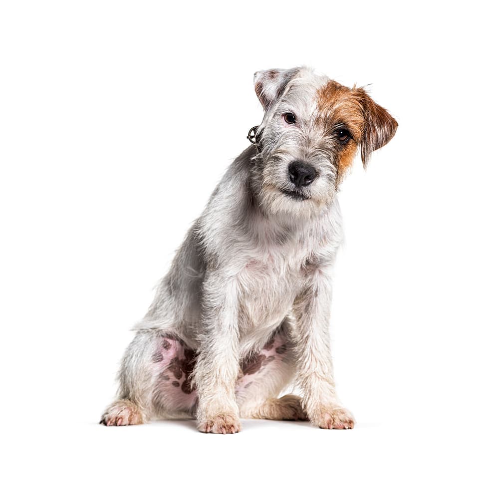 Parson Ter Parson Russell Terrier Breed Information & Insights | Basepaws