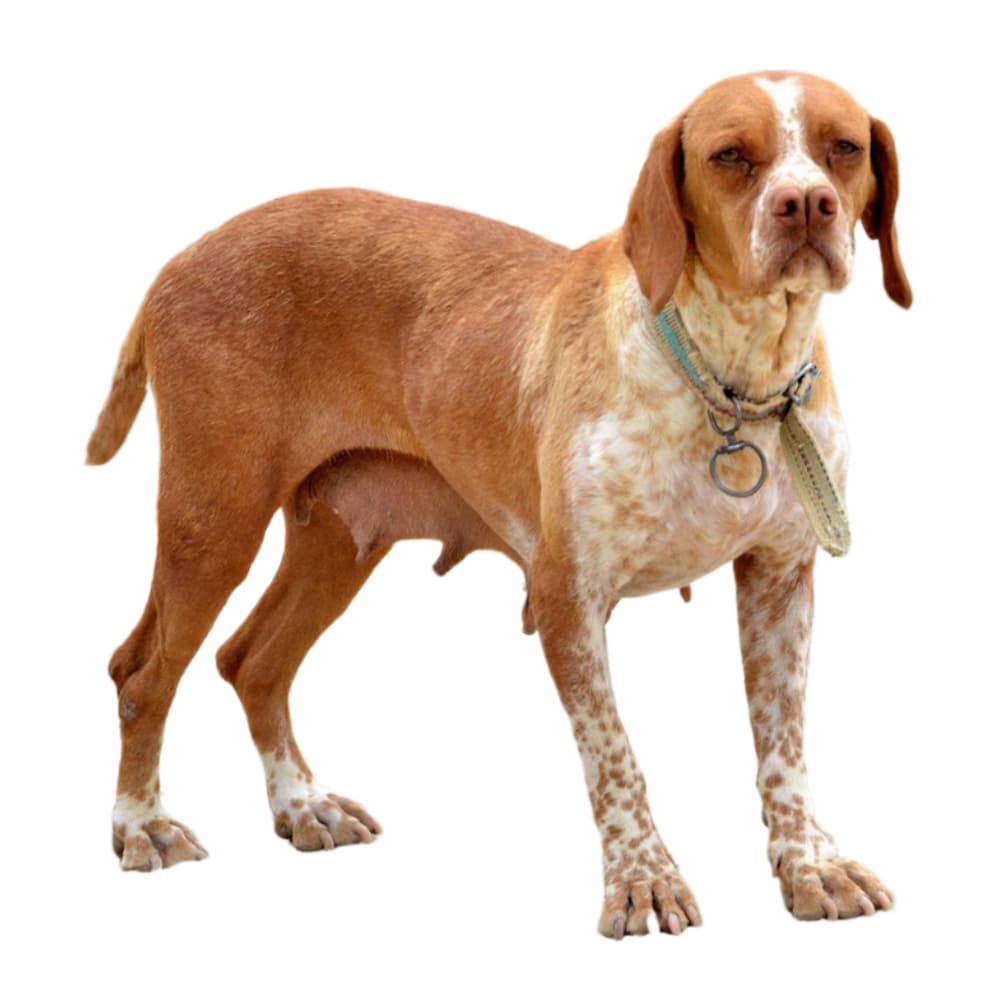 Turkish Pointer Breed Information & Insights | Basepaws