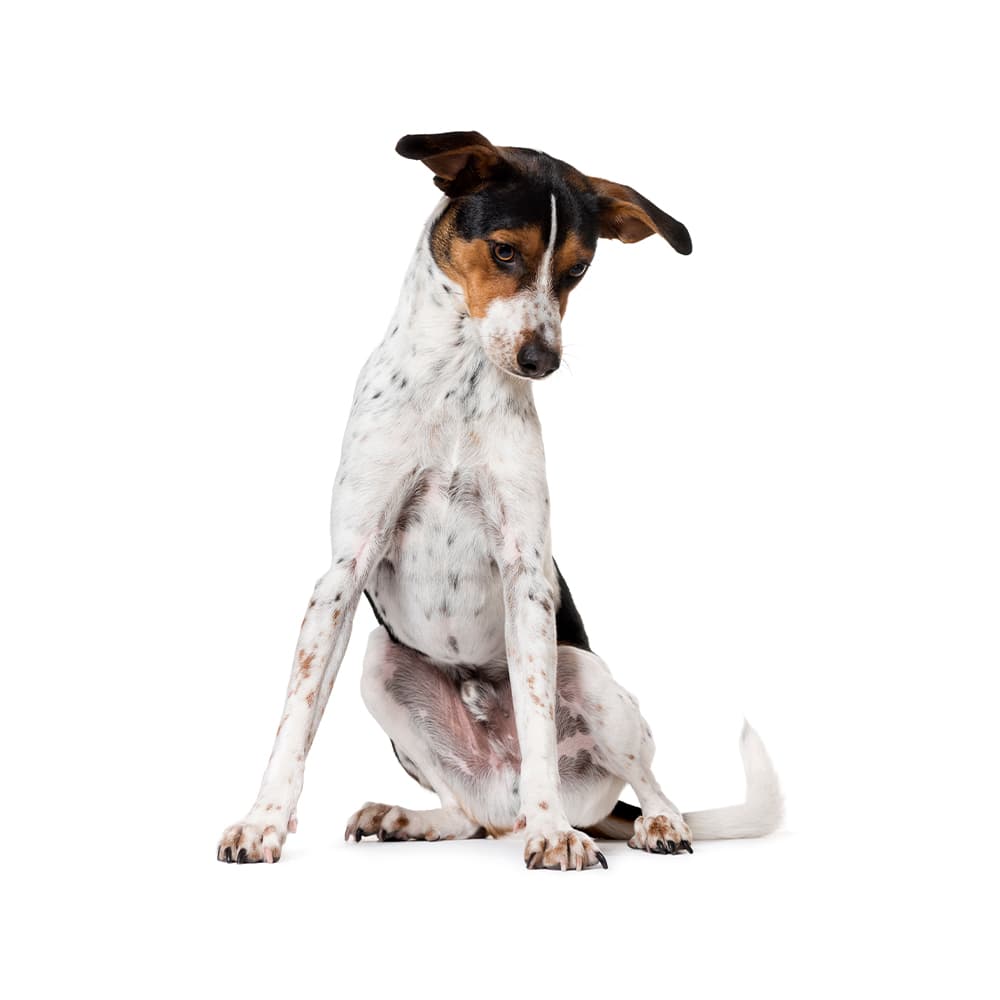 Ratonero Bodeguero Andaluz Breed Information & Insights Basepaws