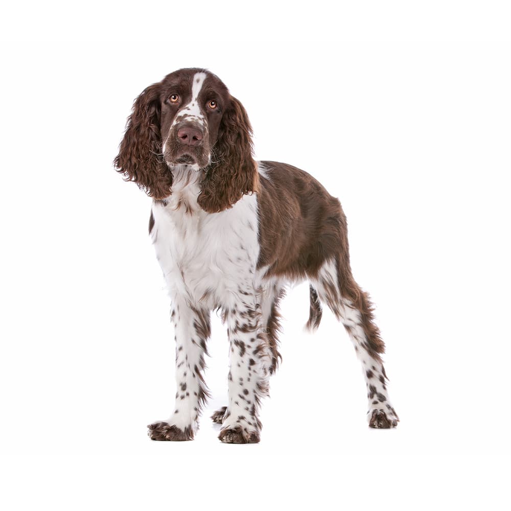 English Springer Spaniel Breed Information & Insights | Basepaws