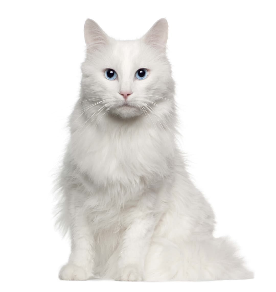 Turkish Angora Breed Information | Turkish Angora Characteristics ...
