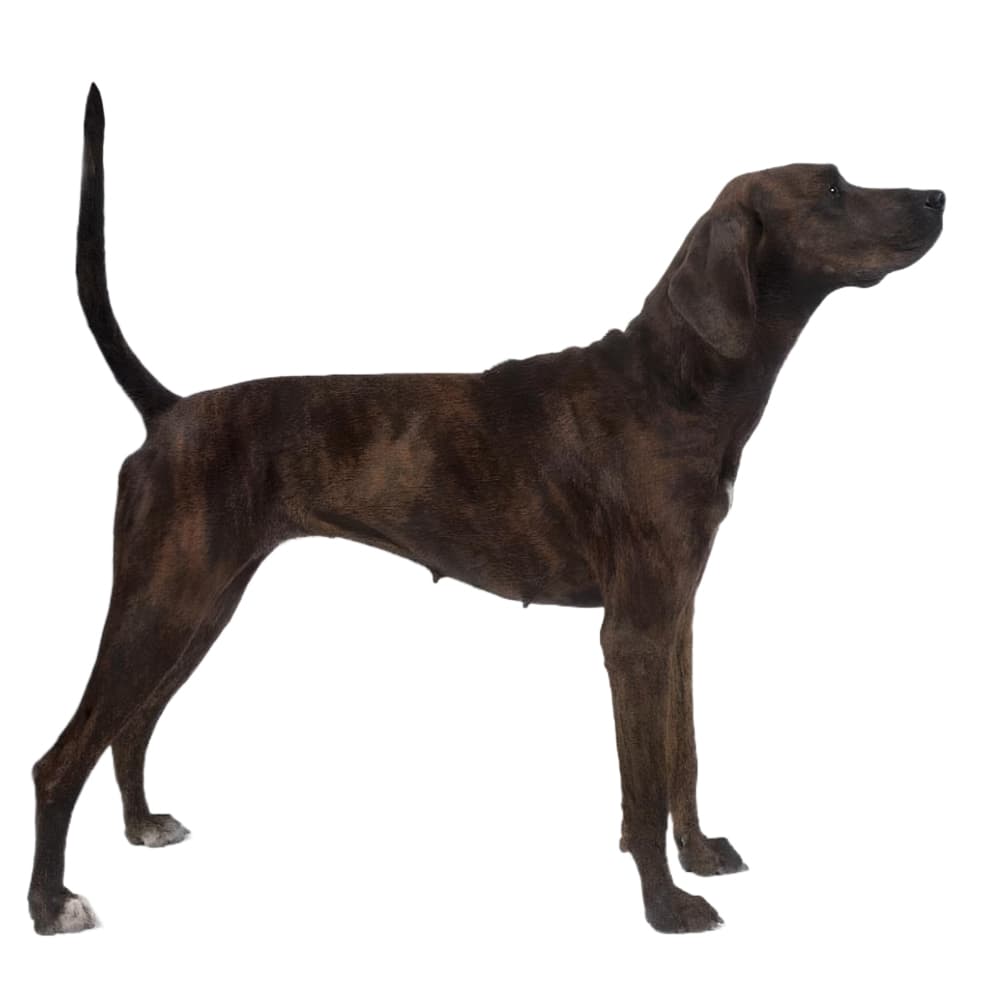 Plott Hound Breed Information & Insights | Basepaws