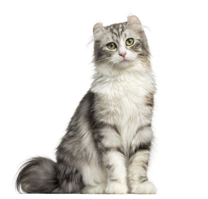 American Curl Cat Breed Information | American Curl Cat Characteristics ...