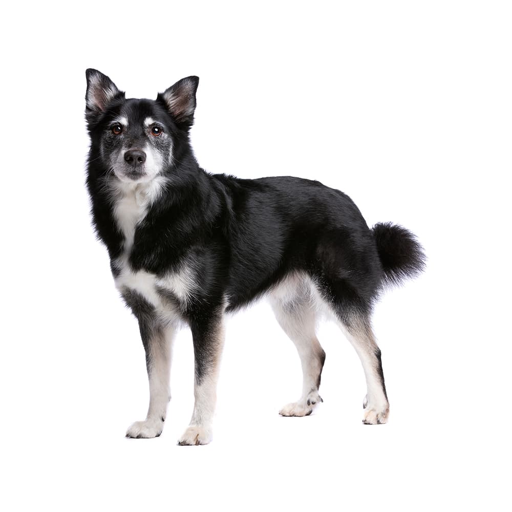 Icelandic Sheepdog Breed Information & Insights Basepaws
