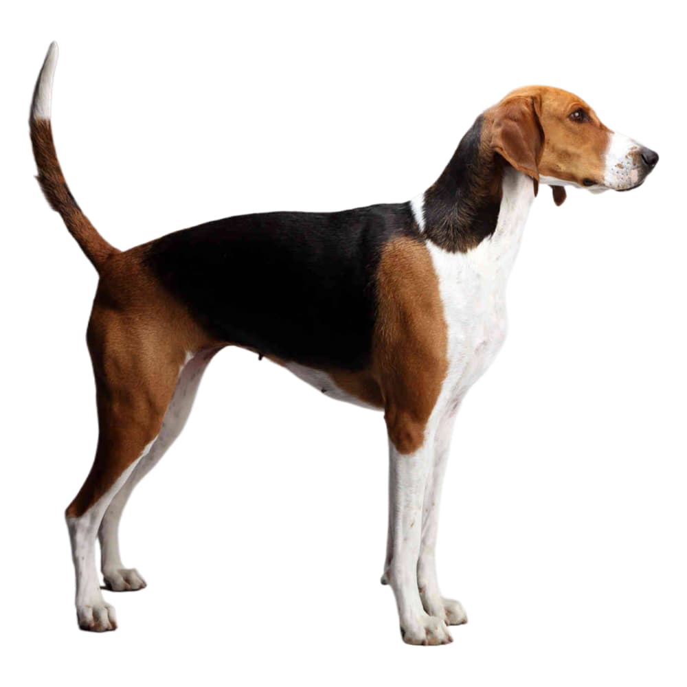 American Foxhound Breed Information & Insights | Basepaws