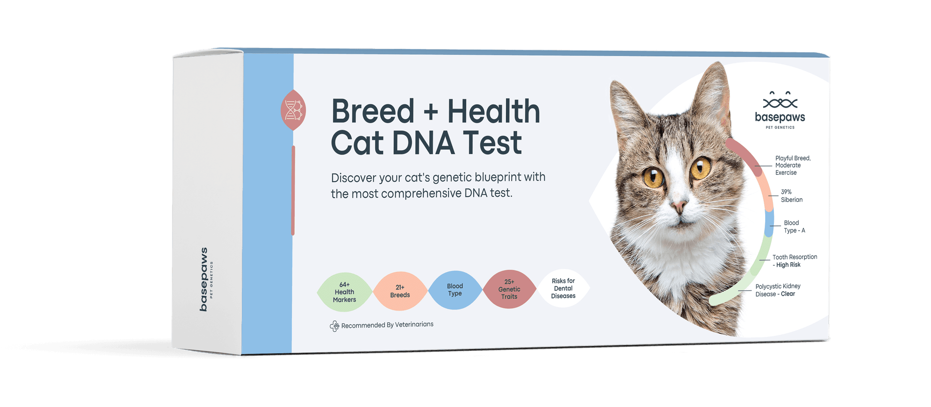 Cat Continue Kennel Cough in Cats: Everything You Need To Know