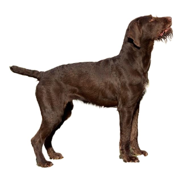 Pudelpointer Breed Information & Insights | Basepaws