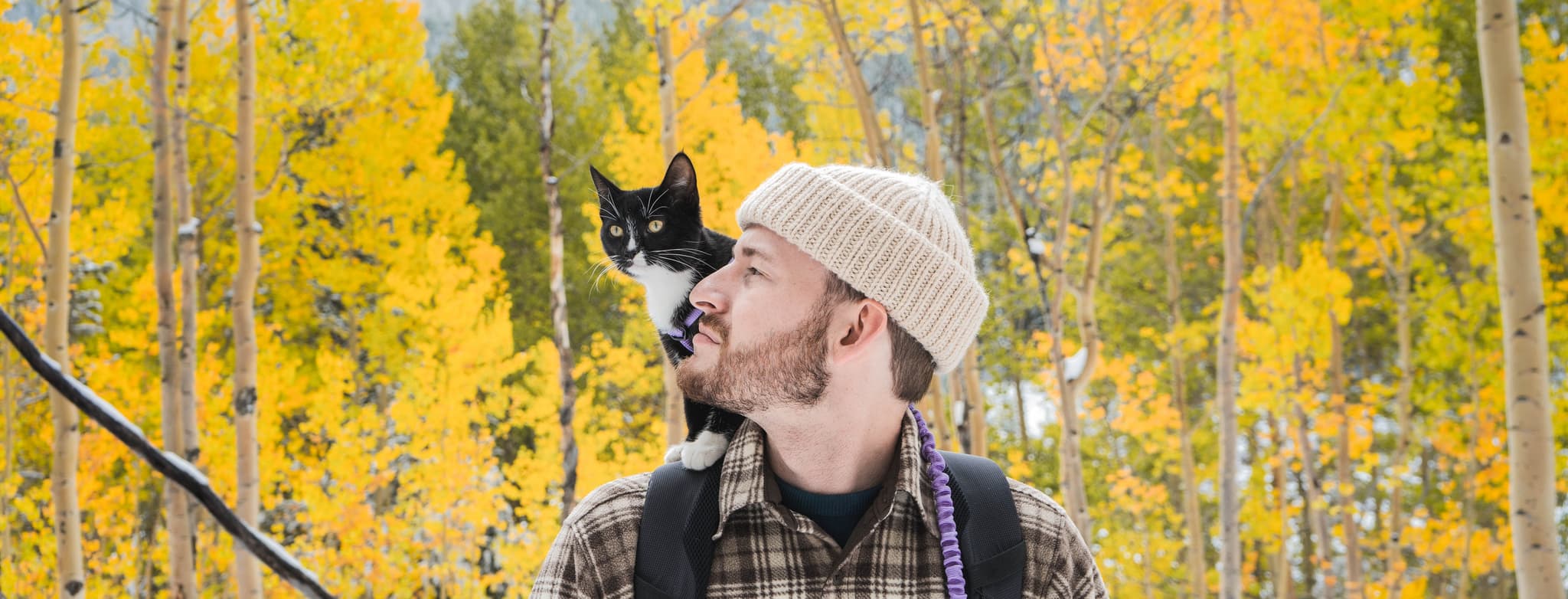 Do Cats Understand Words Deciphering Cat Language do-cats-understand-words-deciphering-cat-language