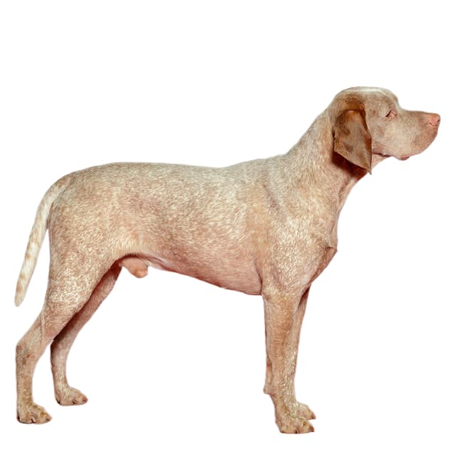Bourbonnais Pointing Dog Breed Information & Insights | Basepaws