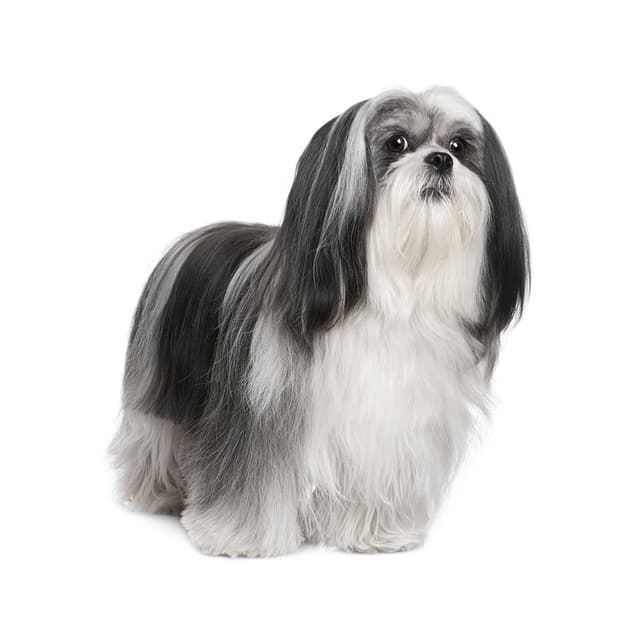 Lab Apso Lhasa Apso Breed Information & Insights | Basepaws