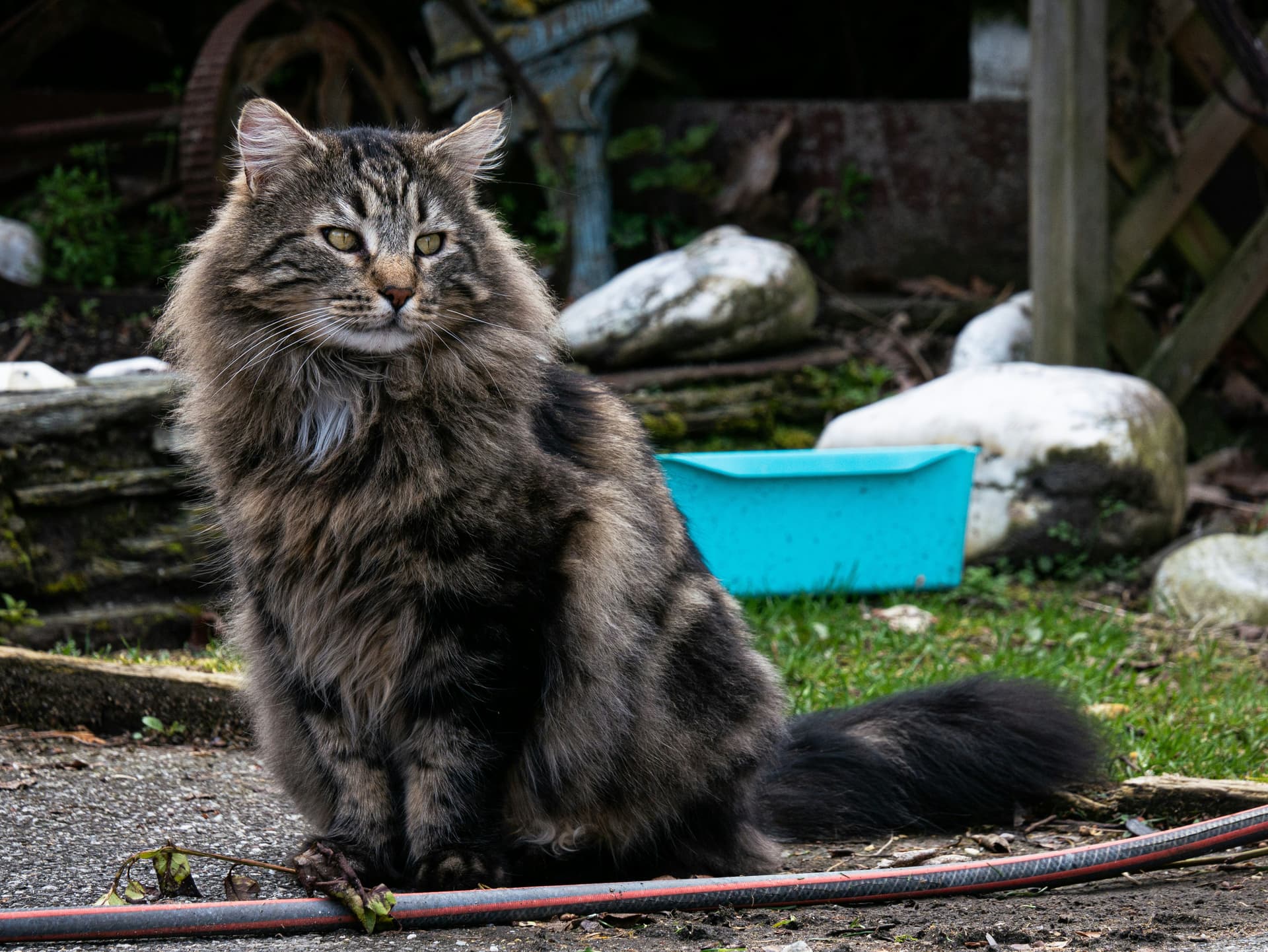 Cat Continue When Do Cats Stop Growing? Growth Timelines by Breed, Gender & Size