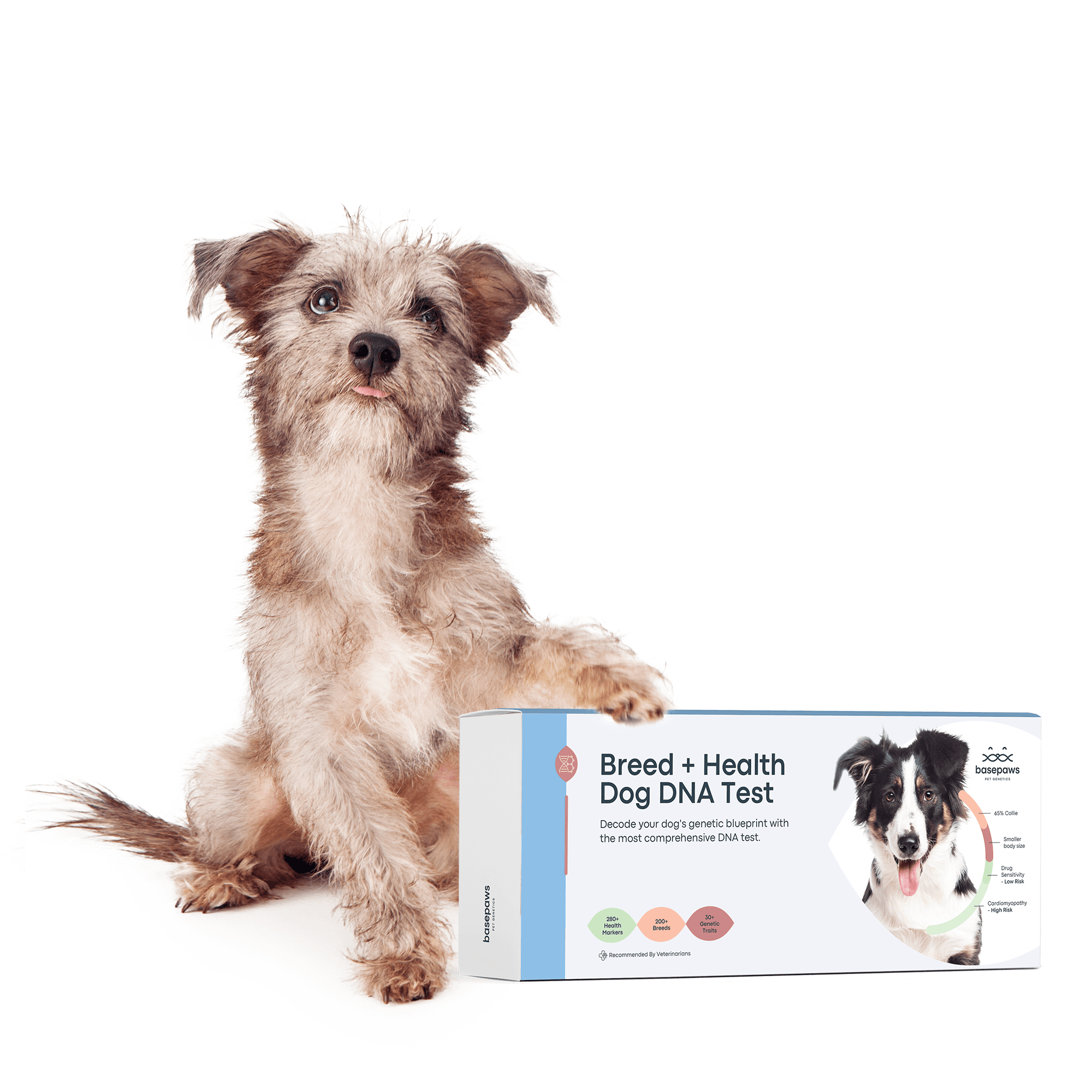 Basepaws Dog DNA Test Breed Health Baseline for Dogs