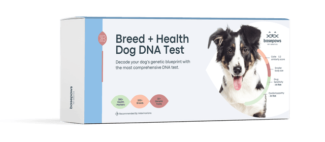 At home online dog dna test