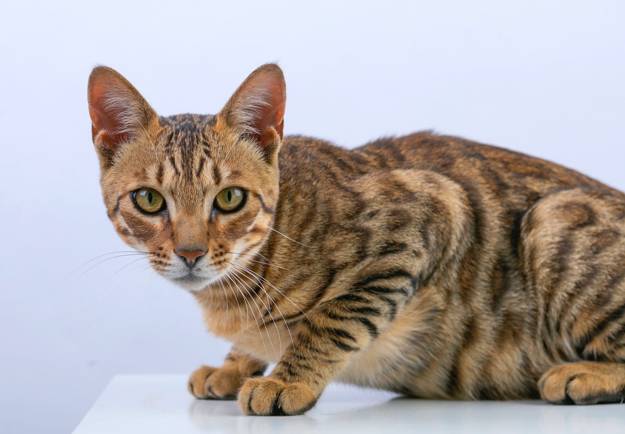 Bengal Cat Personality Unveiling Traits and Care Tips