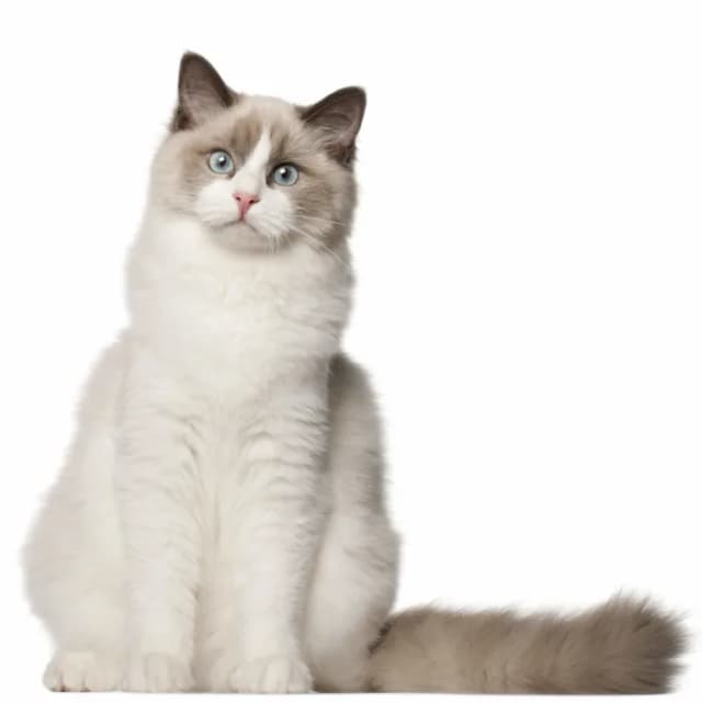 List of 2024 all cat breeds